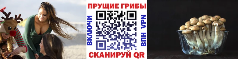Псилоцибиновые грибы MAGIC MUSHROOMS  наркота  Ростов-на-Дону 